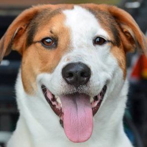 Meet your Posher, Steve